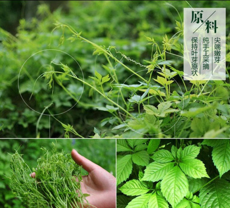Jiao Gu Lan 絞股藍龙须茶, Gynostemma Pentaphyllum Herb, Herba Gynostemmatis Tender Leaf Tea, Qi Ye Dan-Health Wisdom™