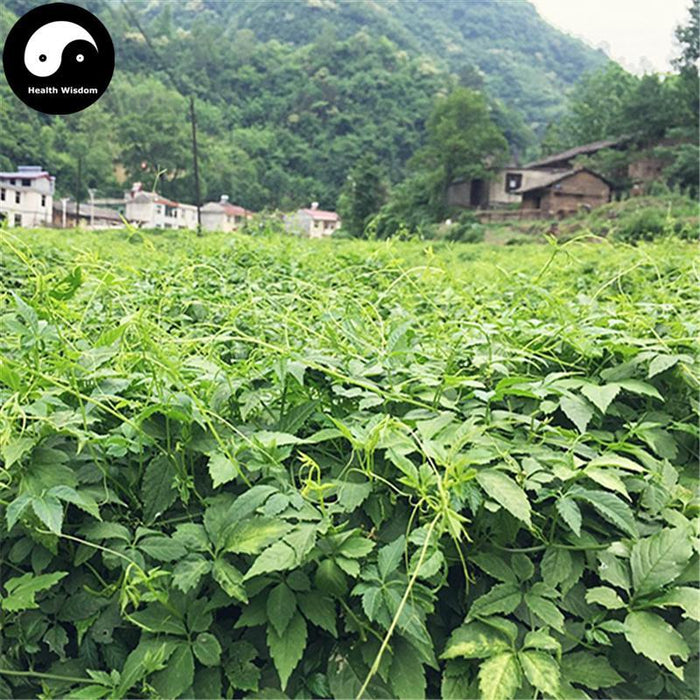Jiao Gu Lan 絞股藍龙珠茶, Gynostemma Pentaphyllum Herb, Herba Gynostemmatis Ball Tea, Qi Ye Dan