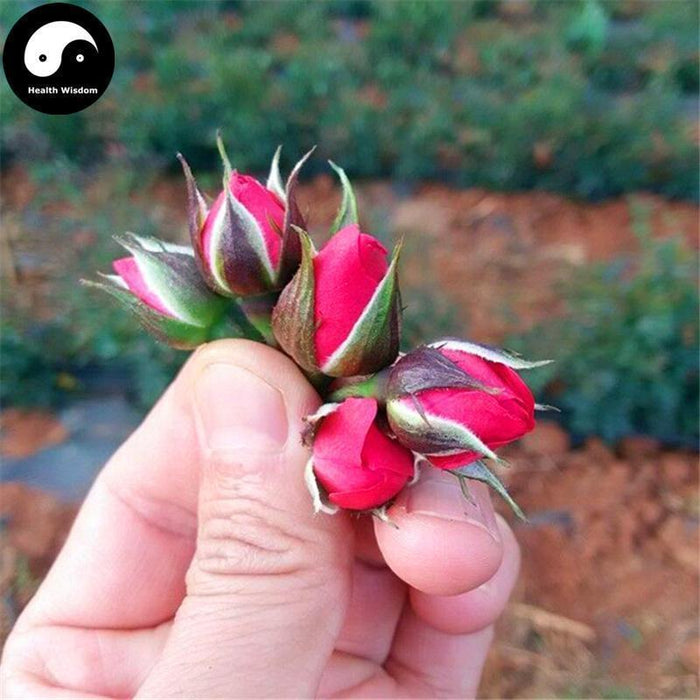 Jin Bian Mei Gui Hua 金边玫瑰花, Rose Flower, Flos Rosa Rugosa