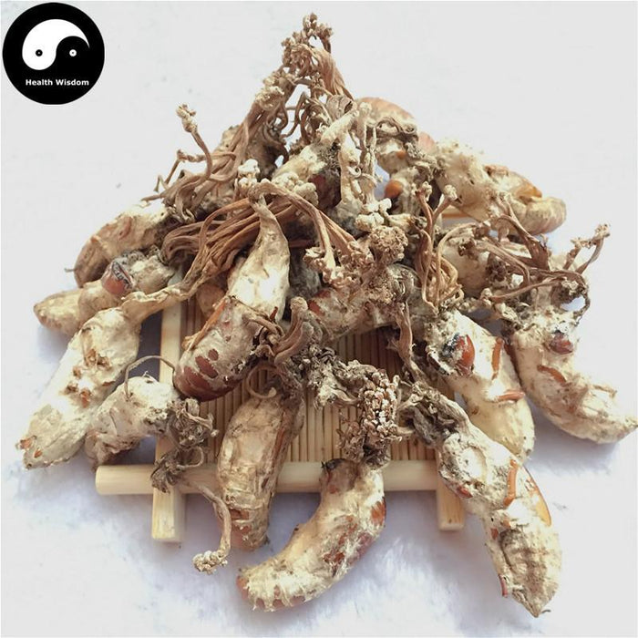 Jin Chan Hua 金蝉花, Ophiocordyceps Sobolifera, Cicada Fungus-Health Wisdom™