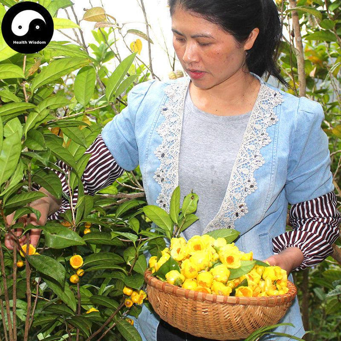 Jin Hua Cha 金花茶, Dried Golden Tea Tree Flowers, Yellow Camellia Nitidissima Flower Tea-Health Wisdom™