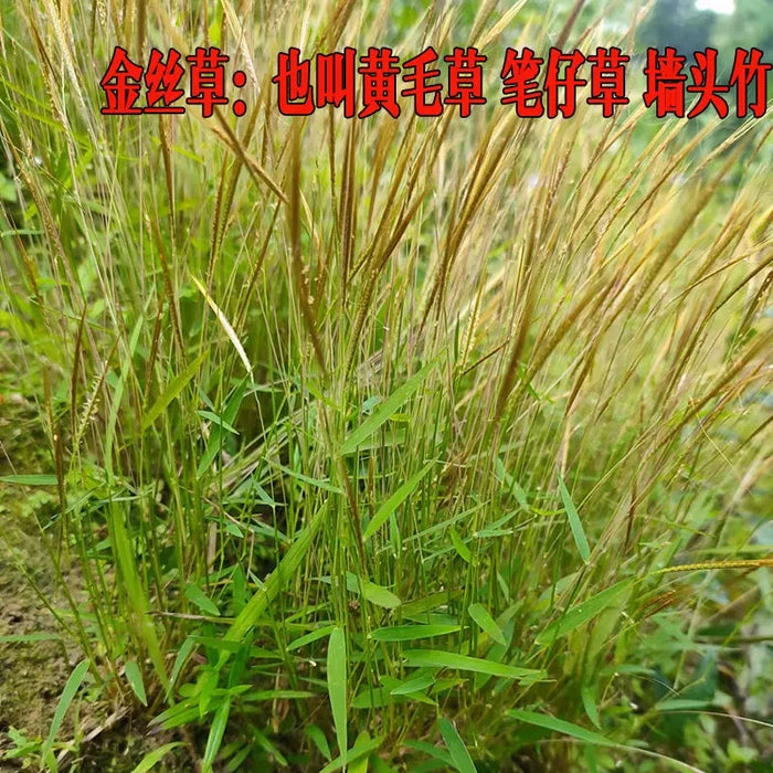 Jin Si Cao 金丝草, Herb Rough Melic, Pogonatherum Crinitum-Health Wisdom™