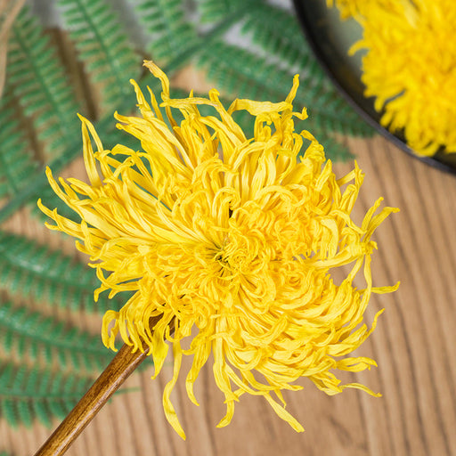 Jin Si Huang Ju 金丝皇菊, Flos Chrysanthemi, Florists Chrysanthemum Flower-Health Wisdom™