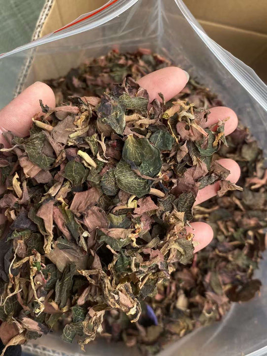 Jin Xian Lian Ye 金线莲叶, Herba Anoectochilus Roxburghii Leaf, Jin Xian Lan Leaves Tea-Health Wisdom™