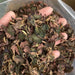 Jin Xian Lian Ye 金线莲叶, Herba Anoectochilus Roxburghii Leaf, Jin Xian Lan Leaves Tea-Health Wisdom™