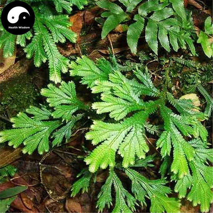 Juan Bai 卷柏, Tamariskoid Spikemoss Herb, Herba Selaginellae, Shi Bai