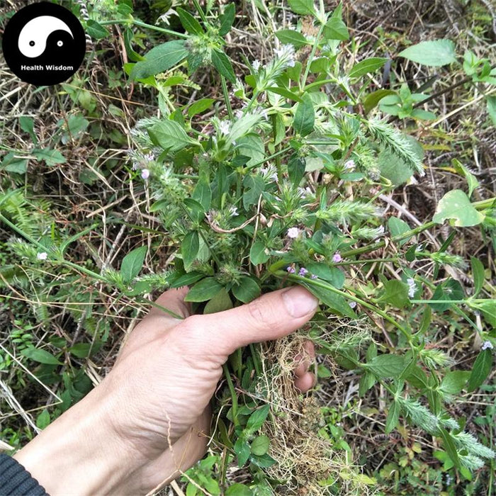 Jue Chuang Cao 爵床草, Creeping Rostellularia Herb, Herba Rostellulariae-Health Wisdom™