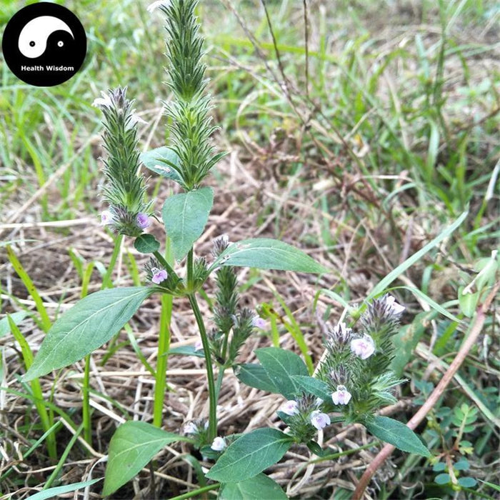 Jue Chuang Cao 爵床草, Creeping Rostellularia Herb, Herba Rostellulariae-Health Wisdom™