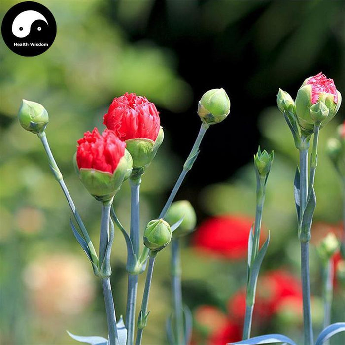 Kang Nai Xin 康乃馨, Carnation Flower, Flos Dianthus Caryophyllus