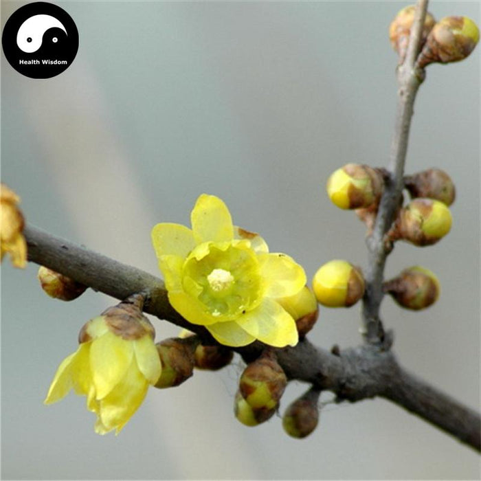 La Mei Hua 腊梅花, Winter Sweet Flower, Flos Chimonanthi Praecocis