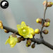 La Mei Hua 腊梅花, Winter Sweet Flower, Flos Chimonanthi Praecocis-Health Wisdom™