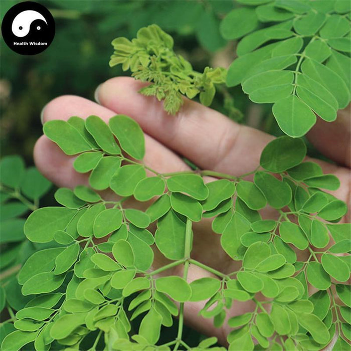 La Mu 辣木, Pure Powder Leaf Moringa Oleifera, Moringa Leaves Powder-Health Wisdom™