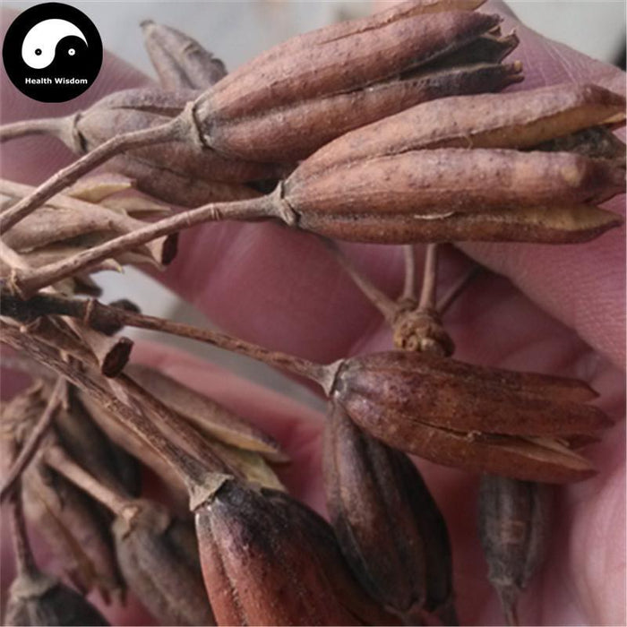 Liu Zhou Zi 六軸子, Chinese Azalea Fruit, Fructus Rhododendri Mollis-Health Wisdom™