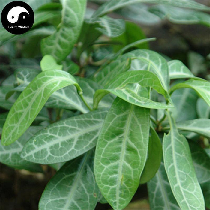 Long Li Ye 龙脷叶, Folium Sauropi, Dragon's Tongue Leaf 龙舌叶-Health Wisdom™