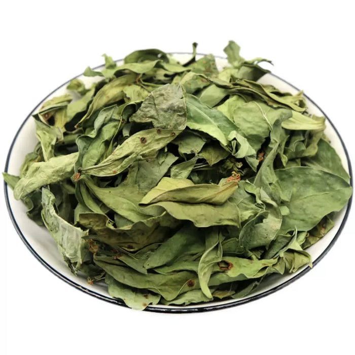 Long Li Ye 龙脷叶, Folium Sauropi, Sauropus Spatulifolius, Dragon's Tongue Leaf-Health Wisdom™
