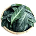 Long Li Ye 龙脷叶, Folium Sauropi, Sauropus Spatulifolius, Dragon's Tongue Leaf-Health Wisdom™