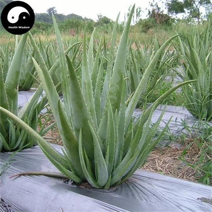 Lu Hui 蘆薈干, Dried Aloe-Health Wisdom™