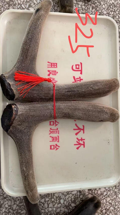 Lu Rong 鹿茸, Sika Deer Antler Slice, Hong Fen Pian, Energy Tonic Lu Rong
