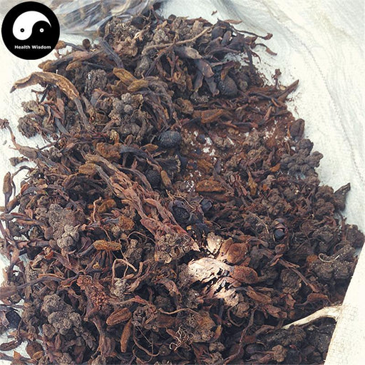 Lu Xian Cao 鹿仙草, Dioecious Balanophora Herb, Herba Balanophorae Dioicae, She Gu, Bu Shang Lian-Health Wisdom™