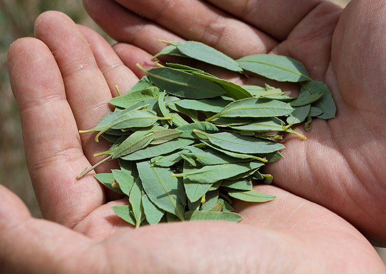 Luo Bu Ma Ye Cha 羅布麻葉, Dogbane Leaf Tea, Folium Apocyni Veneti-Health Wisdom™