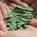 Luo Bu Ma Ye 羅布麻葉, Dogbane Leaf, Folium Apocyni Veneti-Health Wisdom™