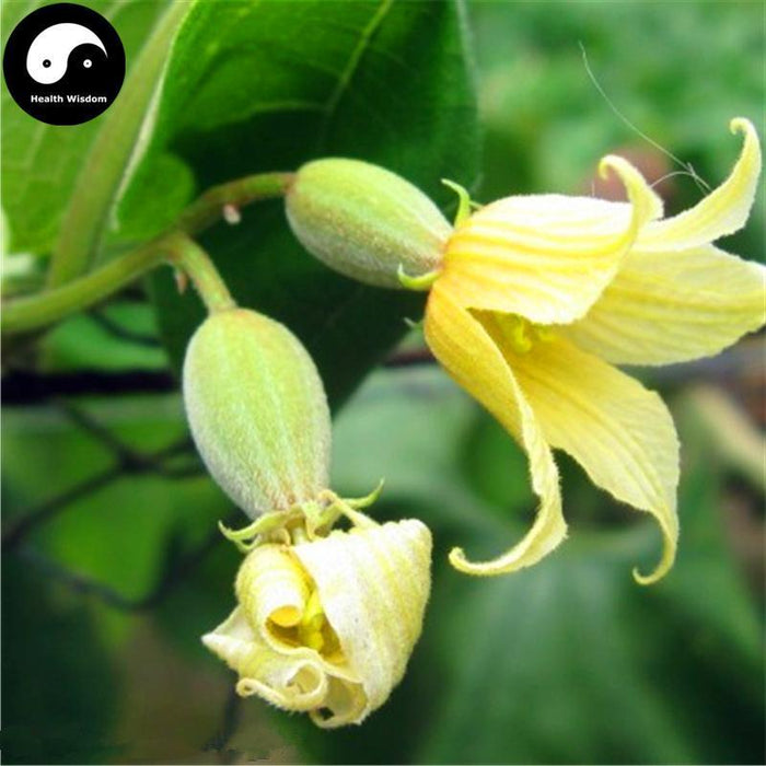 Luo Han Guo Hua 羅漢果花, Flos Grosvener Siraitia, Momordicae Flower-Health Wisdom™