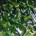 Luo Xuan Zao 螺旋藻, Dried Sea Food Spirulina, Spirulina platensis-Health Wisdom™