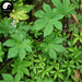 Lv Cao 葎草, Japanese Hop Herb, Herba Humuli Scandentis, La La Yang-Health Wisdom™