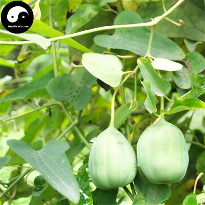 Ma Dou Ling 馬兜鈴, Fructus Aristolochiae, Dutchmanspipe Fruit