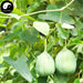 Ma Dou Ling 馬兜鈴, Fructus Aristolochiae, Dutchmanspipe Fruit