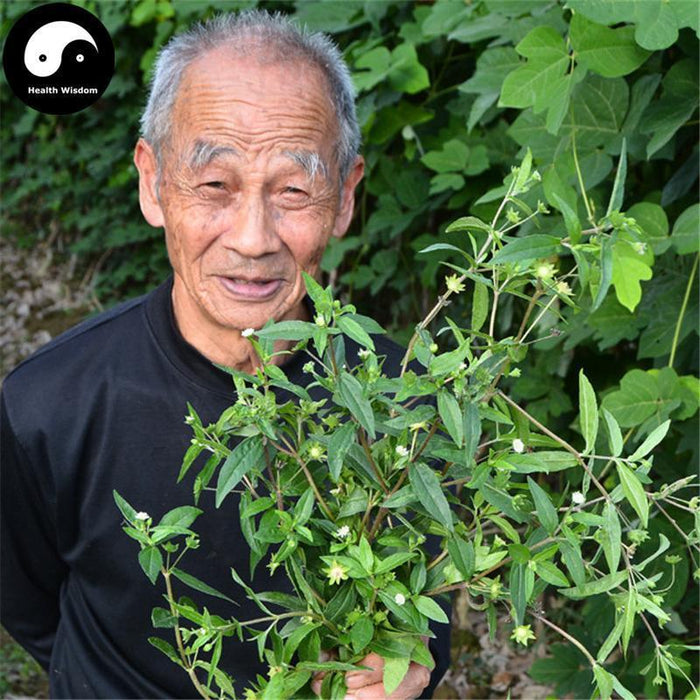 Mo Han Lian 墨旱蓮, Herba Ecliptae, Han Lian Cao, Yerbadetajo Herb-Health Wisdom™