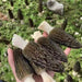 Morchella Vulgaris Mushroom, Chinese Rare Morels, Yang Du Jun 羊肚菌