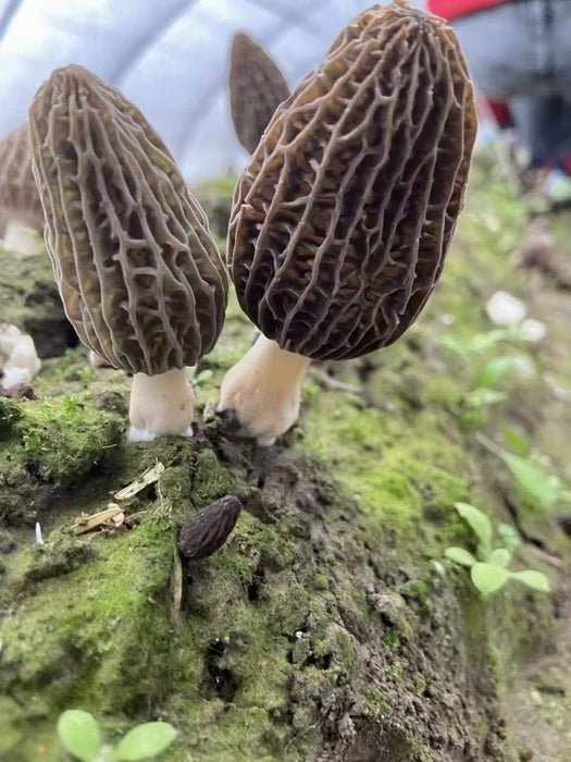 Morchella Vulgaris Mushroom, Chinese Rare Morels, Yang Du Jun 羊肚菌