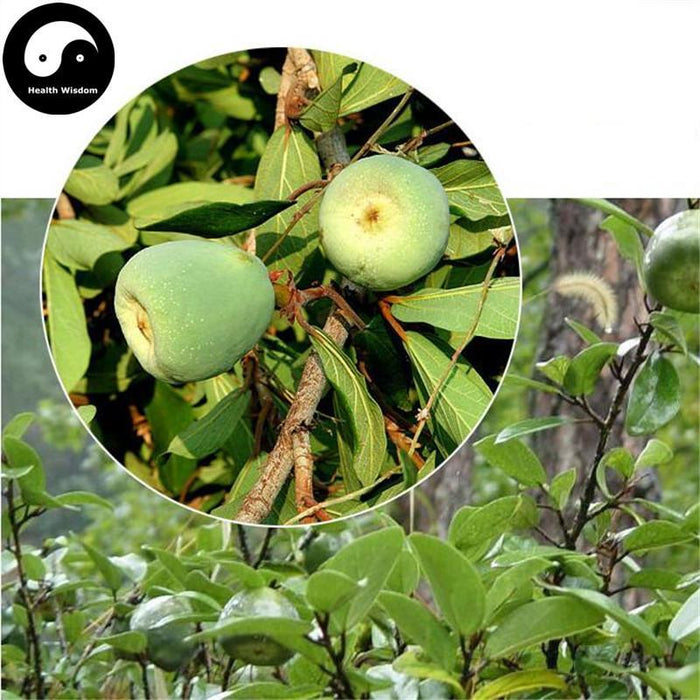 Mu Man Tou 木馒头, Climbing Fig Receptacle, Climbing Fig Fruit, Pi Li Guo, Nai Mu Guo-Health Wisdom™