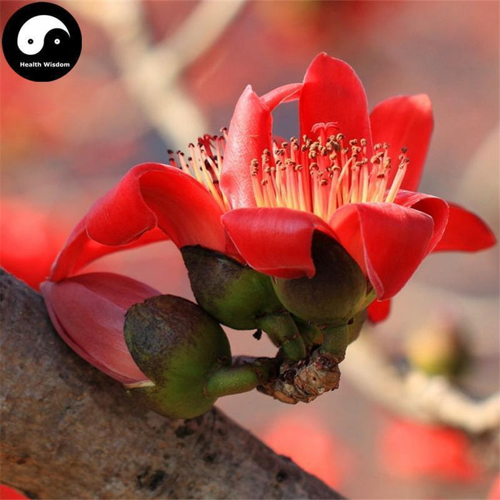 Mu Mian Hua 木棉花, Flos Gossampini, Common Bombax Flower, Flos Bombacis Malabarici