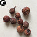 Nan Shan Zha 南山楂, South Hawthorn Fruit, Fructus Crataegi, Crataegus Cuneata-Health Wisdom™