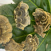 Natural Dried Turkey Tail Mushroom Coriolus Versicolor Tea Health Food Yun Zhi-Health Wisdom™