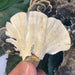 Natural Dried Turkey Tail Mushroom Coriolus Versicolor Tea Health Food Yun Zhi-Health Wisdom™