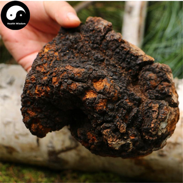 Natural Inonotus Obliquus, Dried Chaga Mushroom, Bai Hua Shu Rong 白桦树茸-Health Wisdom™