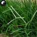 Niu Jin Cao 牛筋草, Herba Eleusines Indicae, Goosegrass Herb-Health Wisdom™