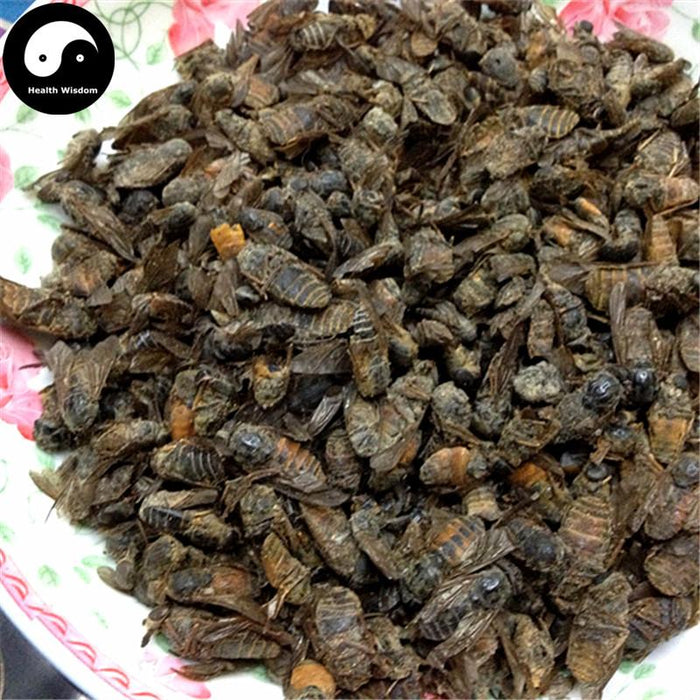 Niu Meng Chong 牛虻虫, Tabanus, Cow Fly, Gadfly-Health Wisdom™