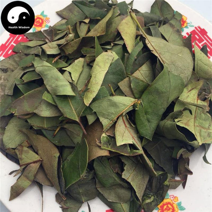 Nv Zhen Ye 女貞葉, Folium Ligustri Lucidi, Glossy Privet Leaf