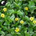 Peng Qi Ju 蟛蜞菊, Chinese Wedelia Herb, Herba Wedeliae, Lu Di Ju-Health Wisdom™