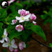 Ping Guo Hua 苹果花, Apple Flower, Apple Blossom