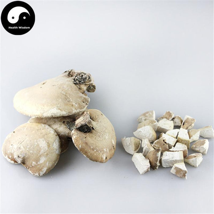 Piptoporus Betulinus Tea, Dried Birch Bracket Mushroom, Kanbatake, White Ling Zhi 白灵芝-Health Wisdom™