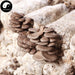 Pleurotus Ostreatus, Oyster Mushroom, Hiratake, Ping Gu 平菇-Health Wisdom™