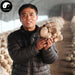 Pleurotus Ostreatus, Oyster Mushroom, Hiratake, Ping Gu 平菇-Health Wisdom™