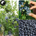 Pure Fruit Blueberry Powder Food Grade Blueberries Powder For Home DIY Drink Cake Juice-Health Wisdom™