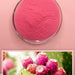 Pure Fruit Cactus Powder Food Grade Opuntia ficus-indica Powder For Home DIY Drink Cake Juice-Health Wisdom™