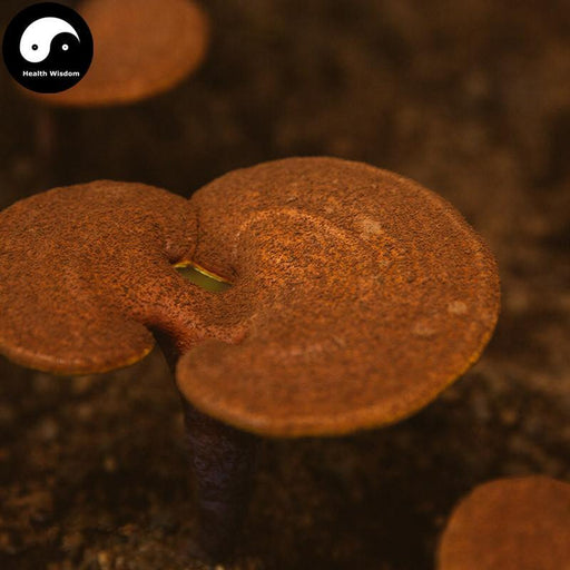 Pure Reishi Mushroom Spore Powder, Ganoderma Lucidum Extract, Ling Zhi 灵芝孢子粉